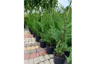 Купрессоципарис Лейланда, 80-100 см.