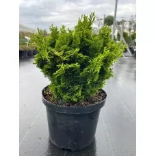 Кипарисовик туполистный Мероки Твин, 30-40 см.