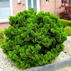 Кипарисовик туполистный Нана Грацилис, 20-30 см.