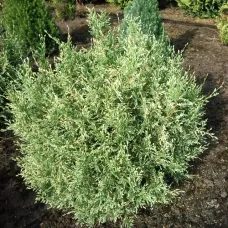 Кипарисовик Лавсона Перли Свирлс, 30-40 см.