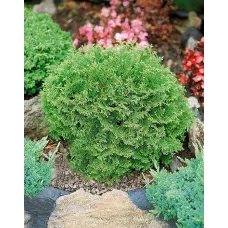 Кипарисовик туполистный Пигмея (шар), 30-40 см.