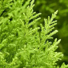 Кипарисовик Лавсона Робинс Голд, 20-30 см.