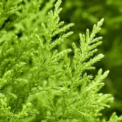 Кипарисовик Лавсона Робинс Голд, 20-30 см.