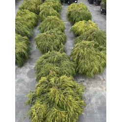 Кипарисовик горохоплодный Санголд, 50- 60 см.