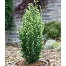 Кипарисовик Лавсона Вайт Спот, 20-30 см.