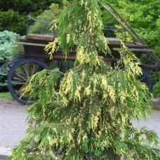 Кипарисовик Лавсона Вариегата, 20-30 см.