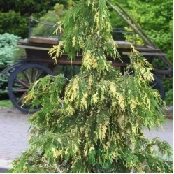 Кипарисовик Лавсона Вариегата, 20-30 см.