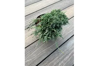 Можжевельник горизонтальный Айс Блю, 20-30 см.