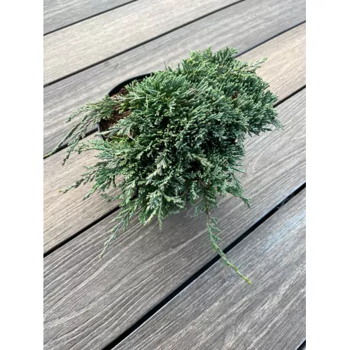 Можжевельник горизонтальный Айс Блю, 20-30 см. Можжевельник горизонтальный Айс Блю, 20-30 см.