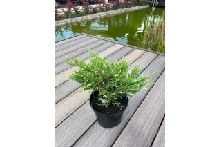 Можжевельник горизонтальный Андорра Вариегата, 20-30 см.