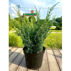 Можжевельник китайский Блау, 40-50 см.