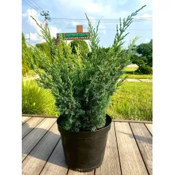 Можжевельник китайский Блау, 40-50 см.