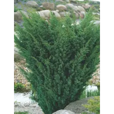 Можжевельник китайский Блаув Вариегата, 20-30 см.