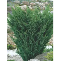 Можжевельник китайский Блаув Вариегата, 20-30 см.