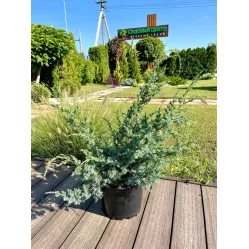Можжевельник китайский Блю Альпс, 60-70 см. Можжевельник китайский Блю Альпс, 60-70 см.