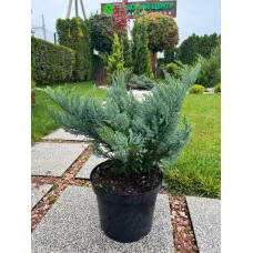 Можжевельник горизонтальный Блю Чиффон, 40-50 см. Можжевельник горизонтальный Блю Чиффон, 40-50 см.