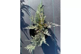 Можжевельник горизонтальный Блю Чип, 30-40 см.