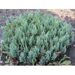 Можжевельник горизонтальный Блю Форест, 40-50 см.