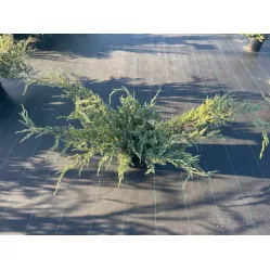 Можжевельник чешуйчатый Блю Карпет, 40-50 см.