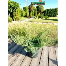 Можжевельник чешуйчатый Блю Швед, 50-60 см. Можжевельник чешуйчатый Блю Швед, 50-60 см.