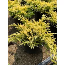 Можжевельник чешуйчатый Дрим Джой, 30-40 см. Можжевельник чешуйчатый Дрим Джой, 30-40 см.