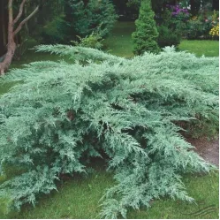 Можжевельник виргинский Грей Оул, 20-30 см.