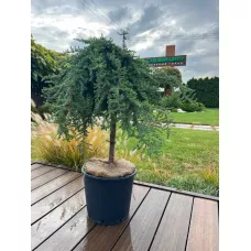 Можжевельник обыкновенный Гринмантл, 60 см. Можжевельник обыкновенный Гринмантл, 60 см.