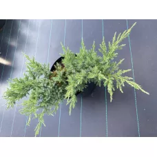 Можжевельник чешуйчатый Ханнеторп, 60-70 см. Можжевельник чешуйчатый Ханнеторп, 60-70 см.