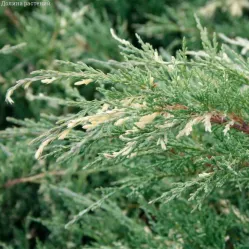 Можжевельник виргинский Хетц Вариегата, 20-30 см.