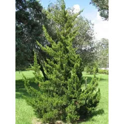 Можжевельник виргинский Канаэрти, 20-30 см.