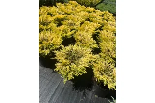 Можжевельник горизонтальный Лайм Глоу, 30-40 см.