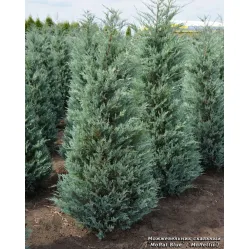 Можжевельник скальный Моффат Блю, 20-30 см.