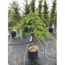 Можжевельник прибрежный Нана на штамбе, 60 см. Можжевельник прибрежный Нана на штамбе, 60 см.