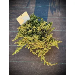 Можжевельник лежачий Нана, 25-30 см.