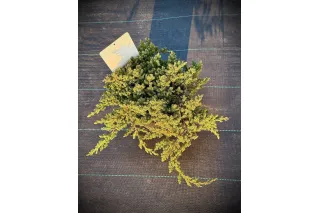 Можжевельник лежачий Нана, 25-30 см.