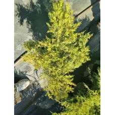 Можжевельник средний Олд Голд, 40-60 см. Можжевельник средний Олд Голд, 40-60 см.