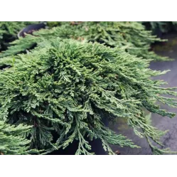 Можжевельник горизонтальный Панкейк, 30-40 см.