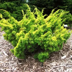 Можжевельник китайский Плюмоза Ауреа, 20-30 см.