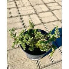 Можжевельник прибрежный Шлягер, 20-30 см. Можжевельник прибрежный Шлягер, 20-30 см.