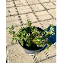 Можжевельник прибрежный Шлягер, 20-30 см.