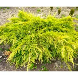 Можжевельник средний Сайбрук Голд, 20-30 см.