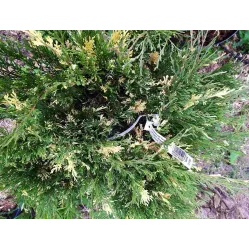 Можжевельник казацкий Вариегата, 20-30 см.