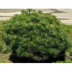 Сосна черная Брепо, 30-40 см.