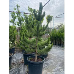 Сосна черная Грин Рокет, 1.5-1.7 метра