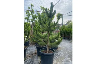 Сосна черная Грин Рокет, 1.5-1.7 метра