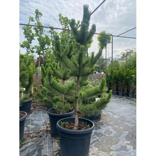 Сосна черная Грин Рокет, 1.5-1.7 метра Сосна черная Грин Рокет, 1.5-1.7 метра