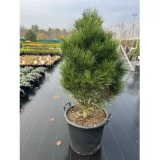 Сосна черная Грин Тауэр, 80-90 см.