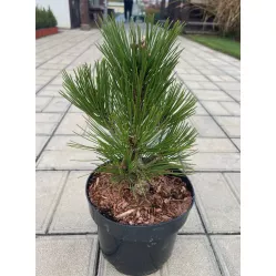 Сосна белокорая (боснийская) Компакт Джем, 25-30 см.