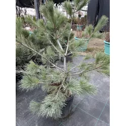 Сосна кедровая Компакта Глаука, 40-50 см.