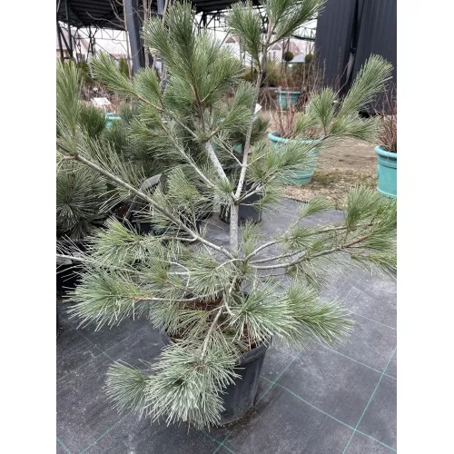 Сосна кедровая Компакта Глаука, 40-50 см.